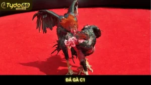 Đá Gà C1 Tydo88