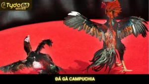 Đá Gà Campuchia Tydo88
