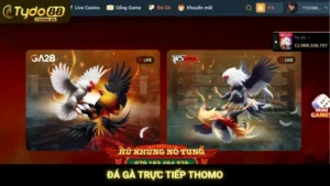 Đá gà trực tiếp Thomo Tydo88
